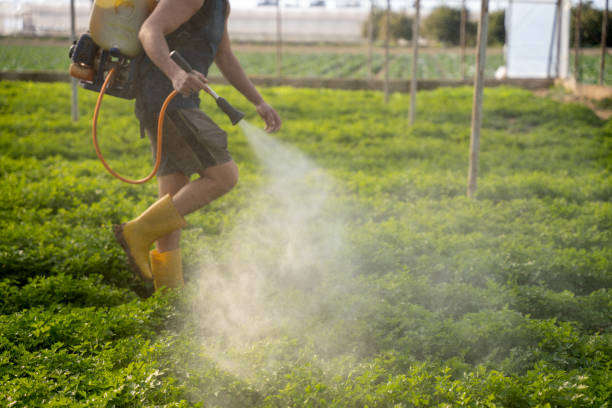 Best Affordable Pest Control Services  in Beaver Dam, AZ