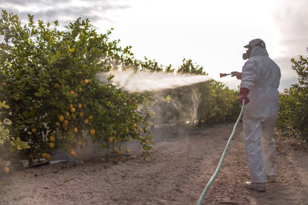 Wasp Removal Services in Beaver Dam, AZ