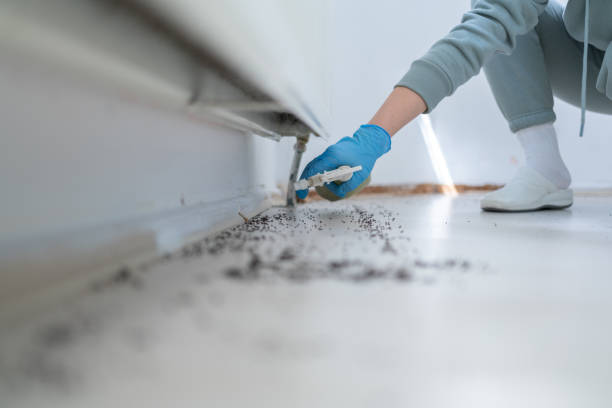 Best Flea Control Services  in Beaver Dam, AZ